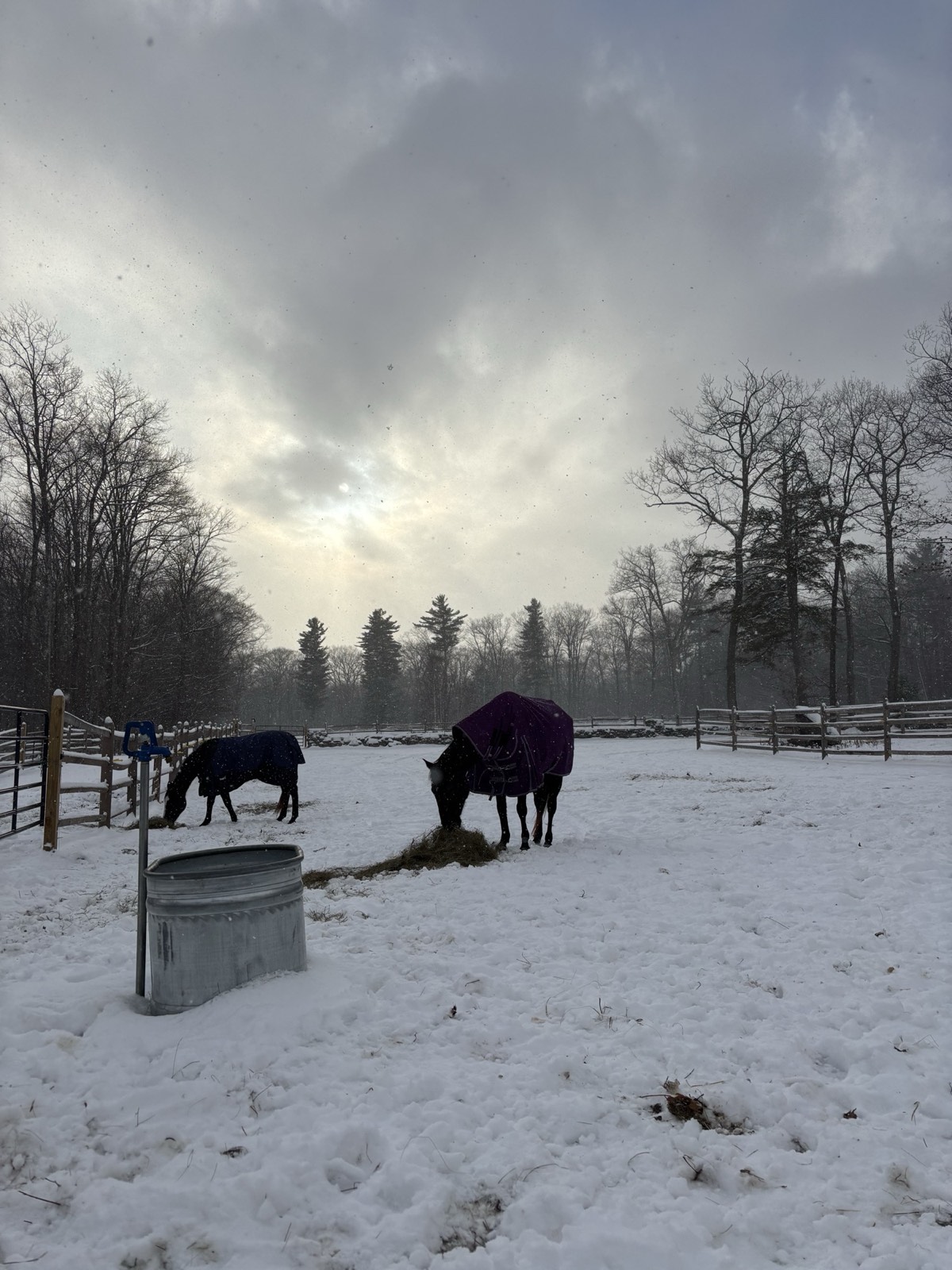 Grazing in Winter